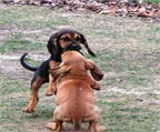 Bloodhound camada de cachorros macho y hembra para su aprobacin. Contacte ahora para ms informacin, fotos y la forma de adoptar
