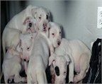 Dogo Argentino camada de cachorros macho y hembra para su aprobacin. Contacte ahora para ms informacin, fotos y la forma de ado
