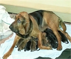 12 Bloodhounds en Uruguay