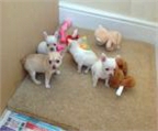 Regalo mini toy Cachorros Chihuahua  machos y hembras 