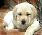 Cachorros de Labrador en adopcin