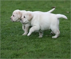 Cachorros de Labrador en adopcin gratis 