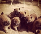 Chow Chow hembras
