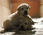 Labrador Retriever camada de cachorros