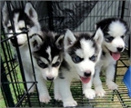 Siberian Husky camada de cachorros disponibles