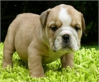 Adorables bebs bulldog ingls para adopcin