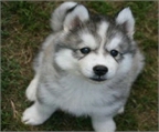 Incre�bles camada de cachorros Siberian Husky disponibles