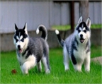 Macho y hembra husky siberiano camada de cachorros para 