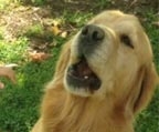 1 Cachorro Golden Retriever en Venta