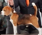2 machos Beagle pura raza inscritos