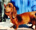 macho color marron dachshund