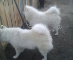 Cachorros de samoyedo 2 meses