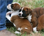 Boxer Puppies listo