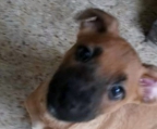 cachorro de 3 meses adopcin responsable