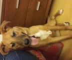 Cachorra de 5 meses EN ADOPCION