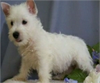 West Highland Terrier macho y hembra para la adopci�n. p�ngase en contacto con para m�s informaci�n, fotos y c�mo adopta