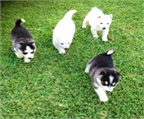Cachorros husky siberiano para adopci�n Husky siberiano camada de cachorros para su adopci�n en contacto con nosotros para obtener