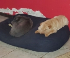 Dos cachorros Shar Pei en adopcion