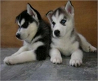 Cachorros husky siberiano para la adopcin