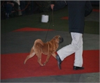 LopezCan Adiestramiento Canino